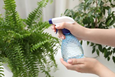 Genç bir kadın, güzel çiçekleri kapalı mekandaki şişelerden su püskürtüyor.