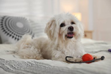 Evde yatağında oyuncak olan sevimli beyaz Maltese köpeği.