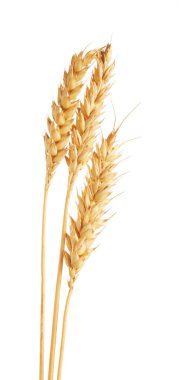 Beyaz üzerinde üç altın buğday kulağı