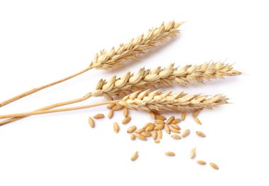 Kurumuş buğday kulakları ve tohumlar beyaz üzerine izole edilmiş.