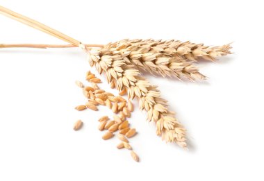 Kurutulmuş buğday kulakları ve tohumlar beyaza izole edilmiş.