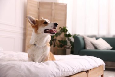 Evcil hayvan dostu otel. Şirin köpek yatakta oturuyor, mesaj için yer var.