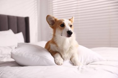 Evcil hayvan dostu otel. Yatağında yastığı olan sevimli bir köpek.