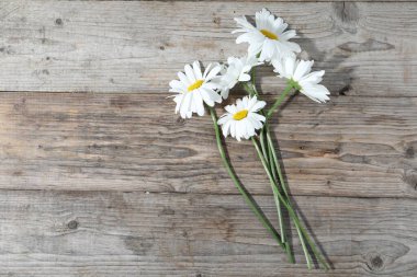 Tahta masadaki papatya çiçekleri düzdü. Metin için boşluk