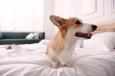 Evcil hayvan dostu otel. Şirin köpek yatağın içinde oturuyor.