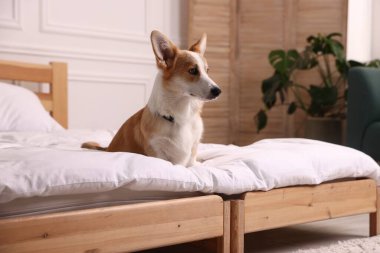 Evcil hayvan dostu otel. Şirin köpek yatağın içinde oturuyor.