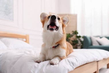 Evcil hayvan dostu otel. Yatakta tatlı bir köpek var.