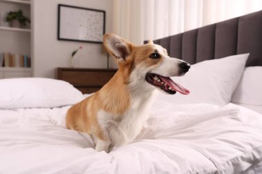 Evcil hayvan dostu otel. Şirin köpek yatağın içinde oturuyor.