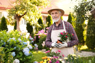 Bahçesinde güzel saksı gülleri olan şapkalı ve önlüklü yaşlı bir adam.