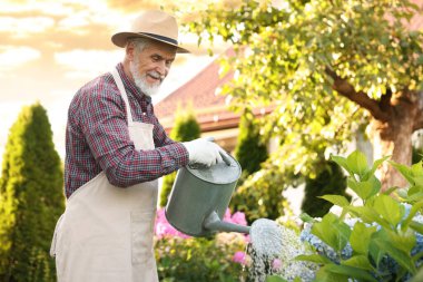 Şapkalı ve önlüklü yaşlı adam bahçedeki güzel çiçekleri teneke kutuyla suluyor.