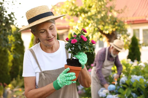 Bahçedeki bitkilerle çalışan şapkalı yaşlı çift, seçici odaklı.