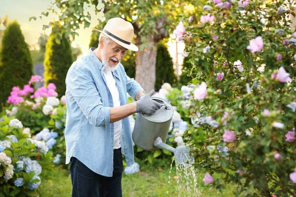 Şapkalı yaşlı adam bahçedeki güzel çiçekleri teneke kutuyla suluyor.