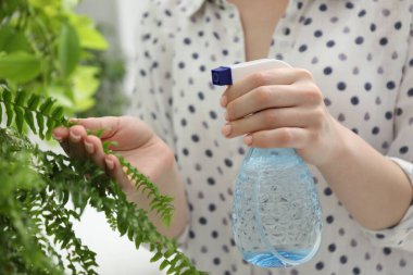 Genç bir kadın, güzel çiçekleri kapalı mekandaki şişelerden su püskürtüyor.