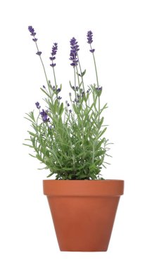 Beyaz tencereye izole edilmiş güzel lavanta bitkisi.