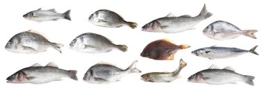 Farklı türde çiğ balıklar beyaza izole edilmiş, kolaj