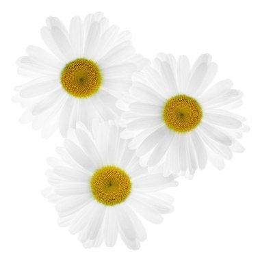 Güzel taze papatya çiçekleri beyazda izole edilmiş.