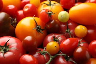 Arka plan olarak farklı olgun sulu domatesler, yakın plan