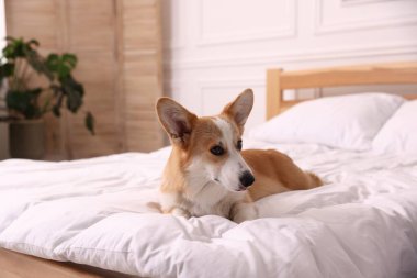 Evcil hayvan dostu otel. Yatakta tatlı bir köpek var.