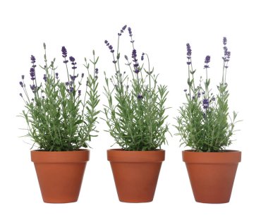 Beyaz tencereye izole edilmiş güzel lavanta bitkisi.