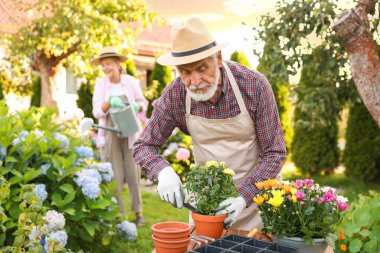Bahçedeki bitkilerle çalışan şapkalı yaşlı çift, seçici odaklı.