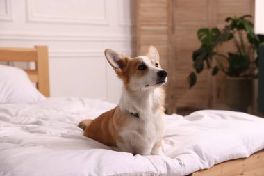 Evcil hayvan dostu otel. Şirin köpek yatağın içinde oturuyor.