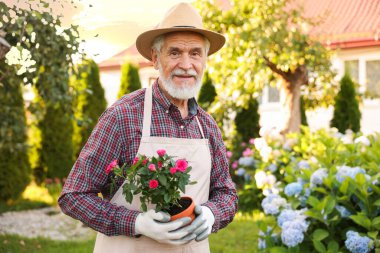 Bahçesinde güzel saksı gülleri olan şapkalı ve önlüklü yaşlı bir adam.