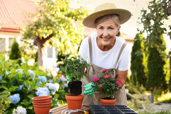 Şapkalı, eldivenli ve önlüklü gülümseyen yaşlı kadın bahçedeki saksıya güzel çiçekler naklediyor.