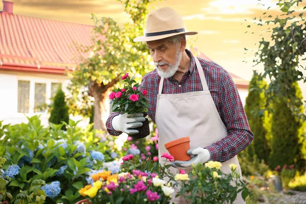 Şapkalı ve önlüklü yaşlı bir adam bahçedeki çömleğe güzel çiçekler naklediyor.