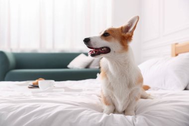 Evcil hayvan dostu otel. Şirin köpek yatakta oturuyor, mesaj için yer var.