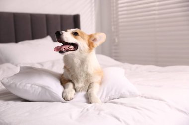 Evcil hayvan dostu otel. Yatağında yastığı olan sevimli bir köpek.