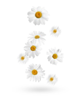 Beyaz arka planda düşen güzel papatya çiçekleri