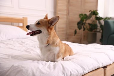 Evcil hayvan dostu otel. Yatakta tatlı bir köpek var.