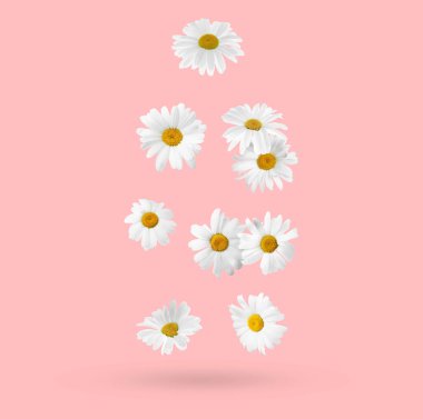 Pembe arka plana düşen güzel papatya çiçekleri