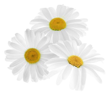 Güzel taze papatya çiçekleri beyazda izole edilmiş.