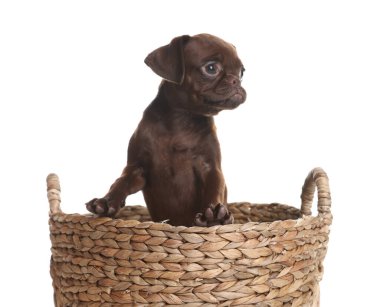 Beyaz arka planda sepette şirin Brabancon Griffon yavrusu