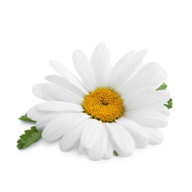 Güzel bir papatya çiçeği beyazda izole edilmiş