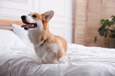 Evcil hayvan dostu otel. Yatakta sevimli bir köpek, mesaj için de yer var.