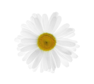 Güzel bir papatya çiçeği, beyaz manzarada izole edilmiş.