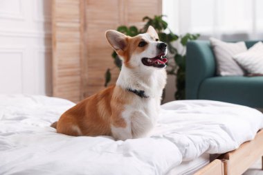 Evcil hayvan dostu otel. Şirin köpek yatağın içinde oturuyor.