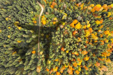 Ormanın üzerinde uçan uçaklar yol ve ağaçlara gölge düşürüyor.