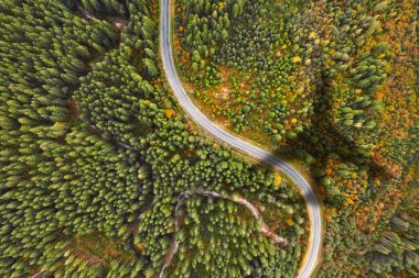 Ormanın üzerinde uçan uçaklar yol ve ağaçlara gölge düşürüyor.