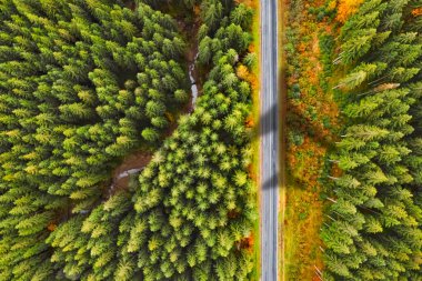 Ormanın üzerinde uçan uçaklar yol ve ağaçlara gölge düşürüyor.
