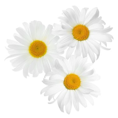 Güzel taze papatya çiçekleri beyazda izole edilmiş.