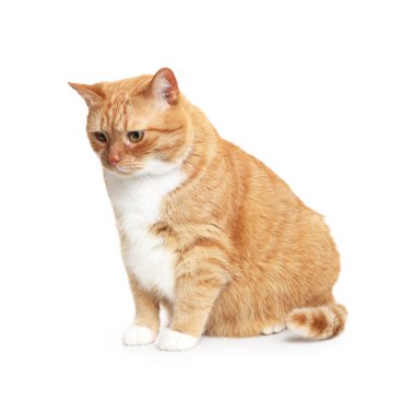 Beyaz arka planda sevimli kızıl kediyi okşayan bir kadın, yakın plan. Sevimli hayvan.