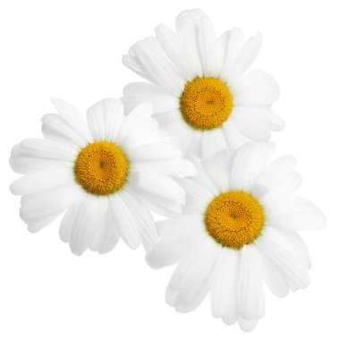 Güzel taze papatya çiçekleri beyazda izole edilmiş.