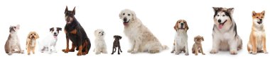 Farklı cinslerden köpekler beyaz kolajda izole edilmiş.