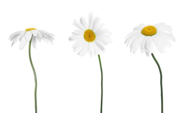 Beyaz papatya çiçekleri.