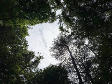 Parktaki güzel yeşil ağaçlar, alt manzara.