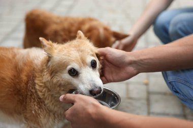 Gönüllüler dışarıdaki sevimli sokak köpeklerini besliyor.