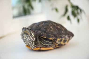 Evdeki pencere pervazında sevimli kaplumbağa, yakın plan. Evcil hayvan